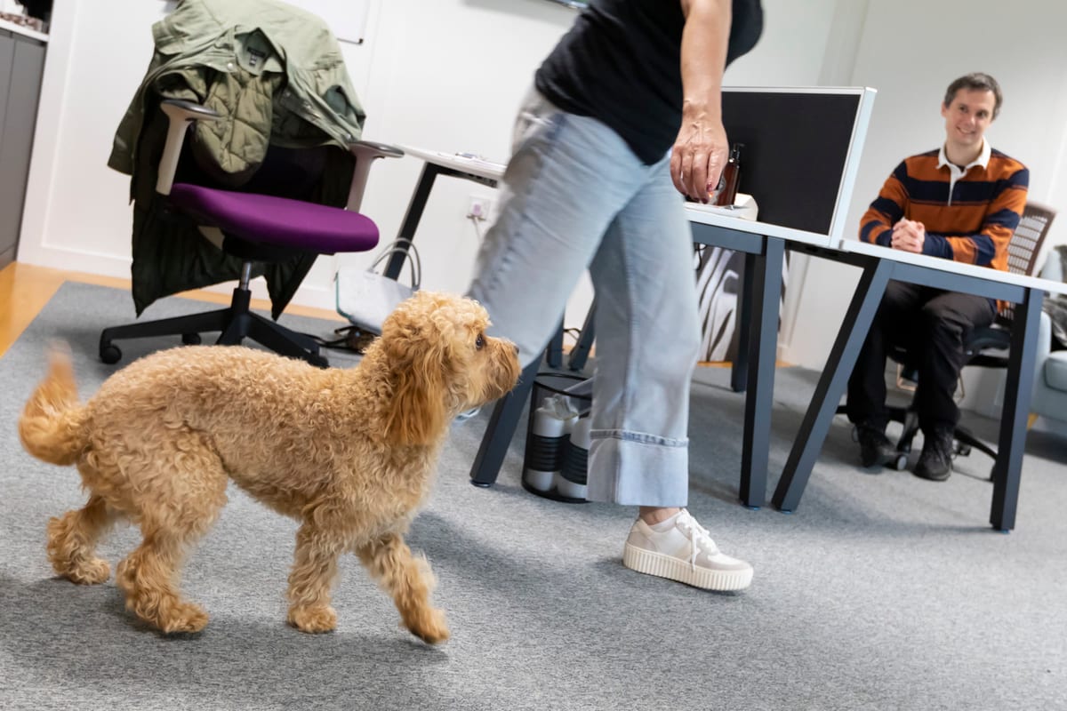 A dog relaxing beside members in a dog-friendly office